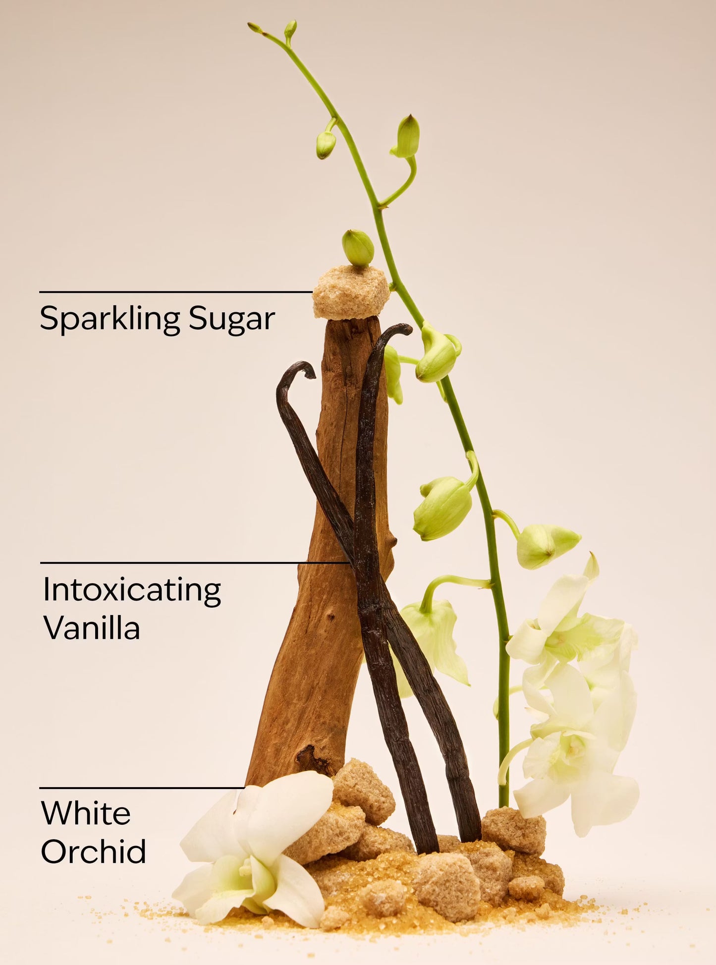 Warm Vanilla Sugar Creamy Body Scrub